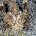 scorpionfish_iminicus_c_gb_h_0118_kom0237.jpg